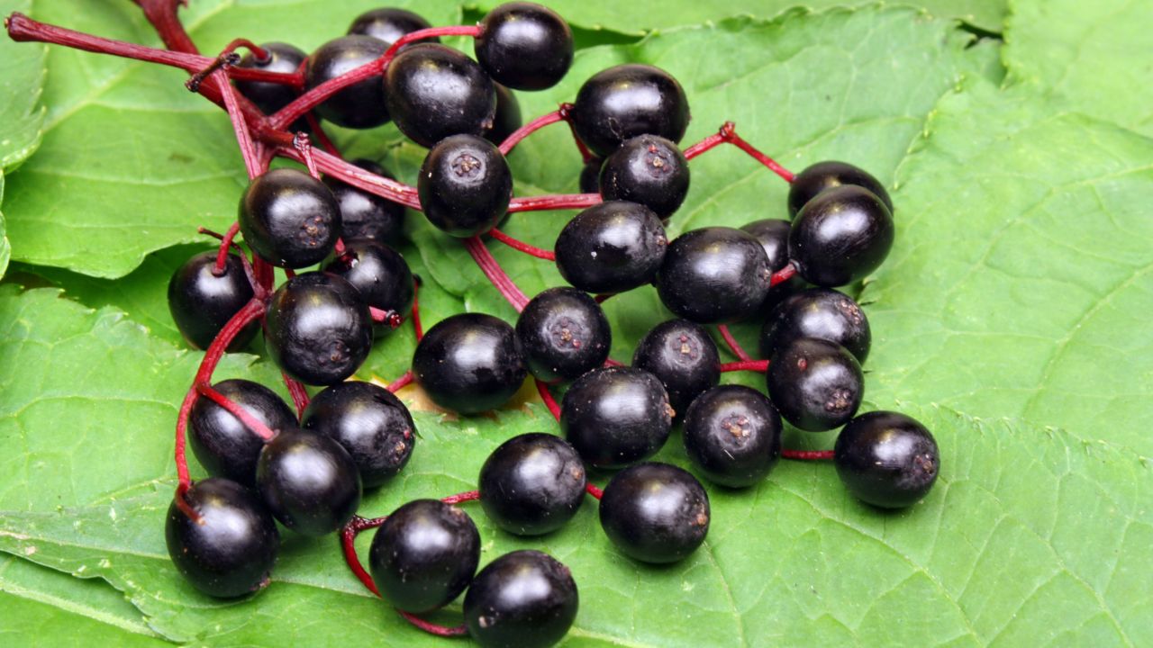 Elderberries 