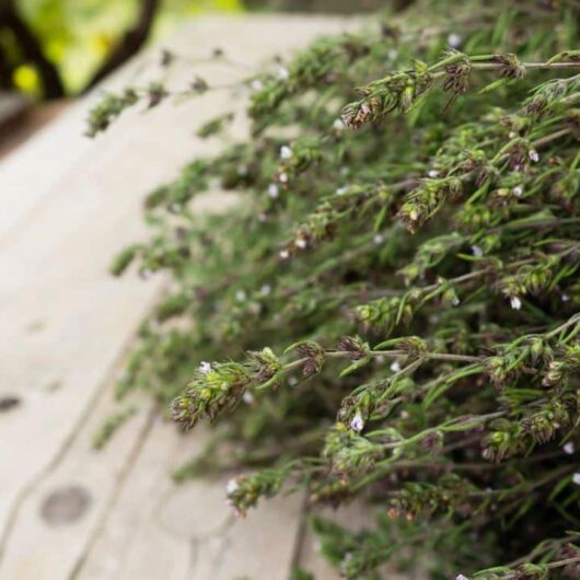 5 Substitutes For Thyme
