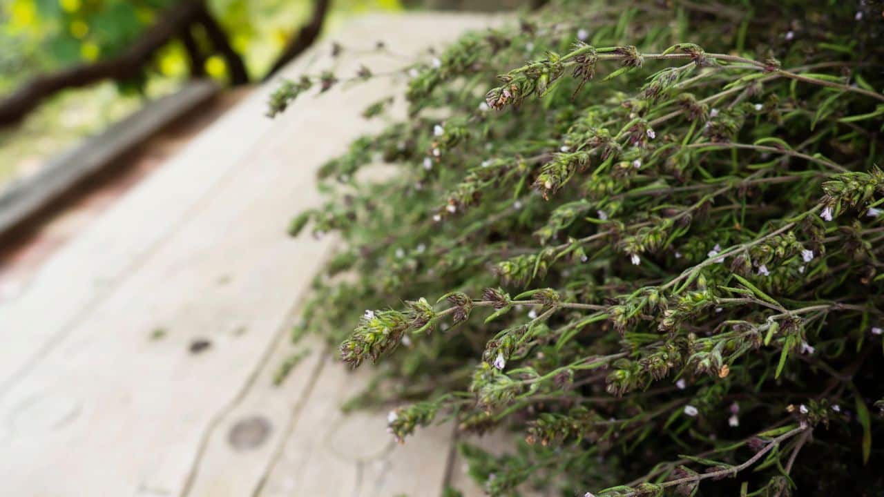 5 Substitutes For Thyme
