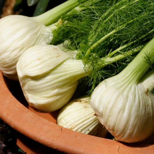The Best 8 Fennel Substitutes