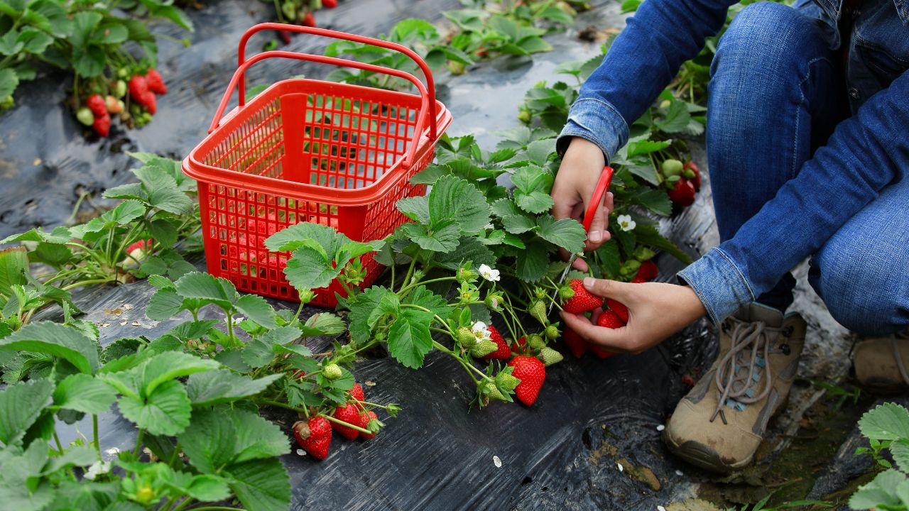 What Are The Best Tips For Picking Your Own Strawberries?
