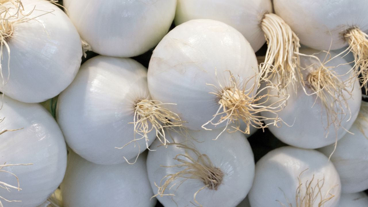 American White Onion