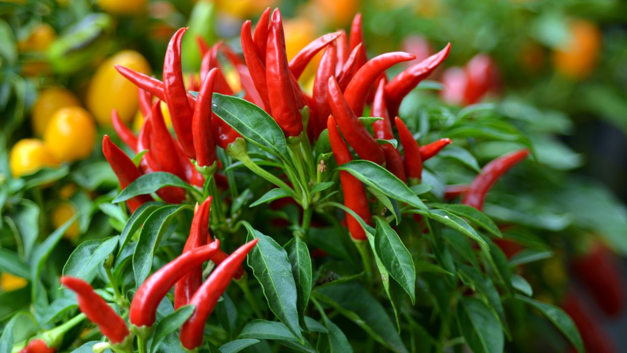 The 5 Most Ideal Substitutes For Bird's Eye Chili