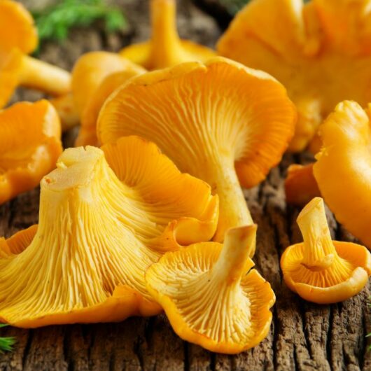 The Best Chanterelle Recipes - 13 Recipes Your Need To Try