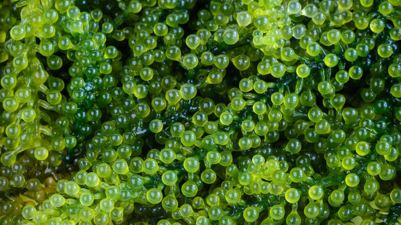What Are Sea Grapes And How Do They Taste
