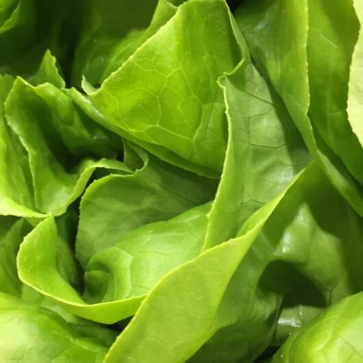 What Can I Have Instead Of Bibb Lettuce? The 5 Substitutes You Simply Must Try