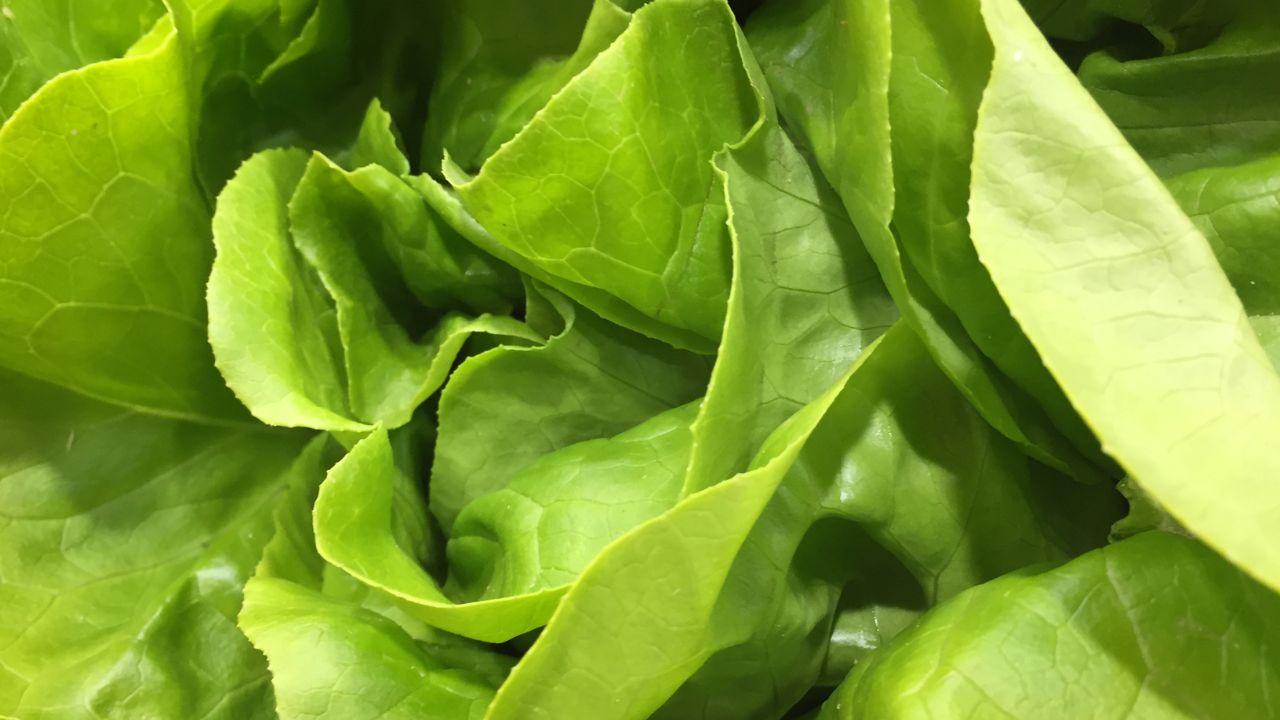 What Can I Have Instead Of Bibb Lettuce The 5 Substitutes You Simply Must Try