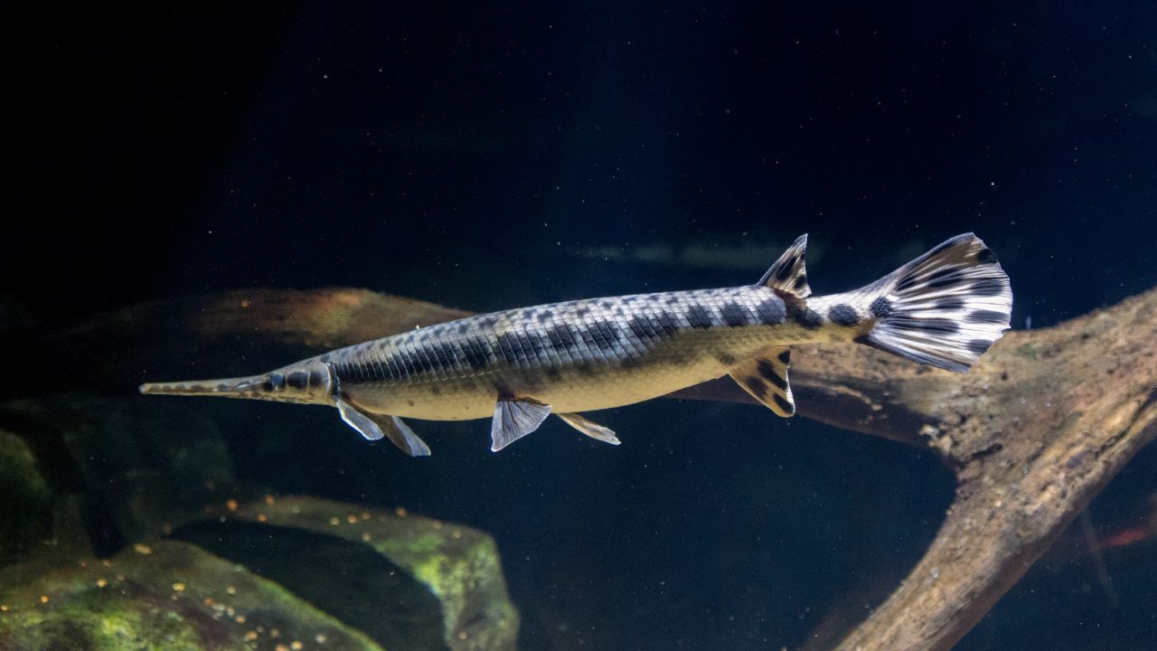 What Flavor Does Alligator Gar Produce Is It Delicious  (1)