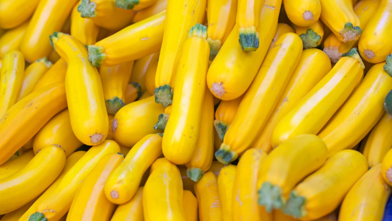 23+ Best Summer Squash Recipes That Are Easy To Make