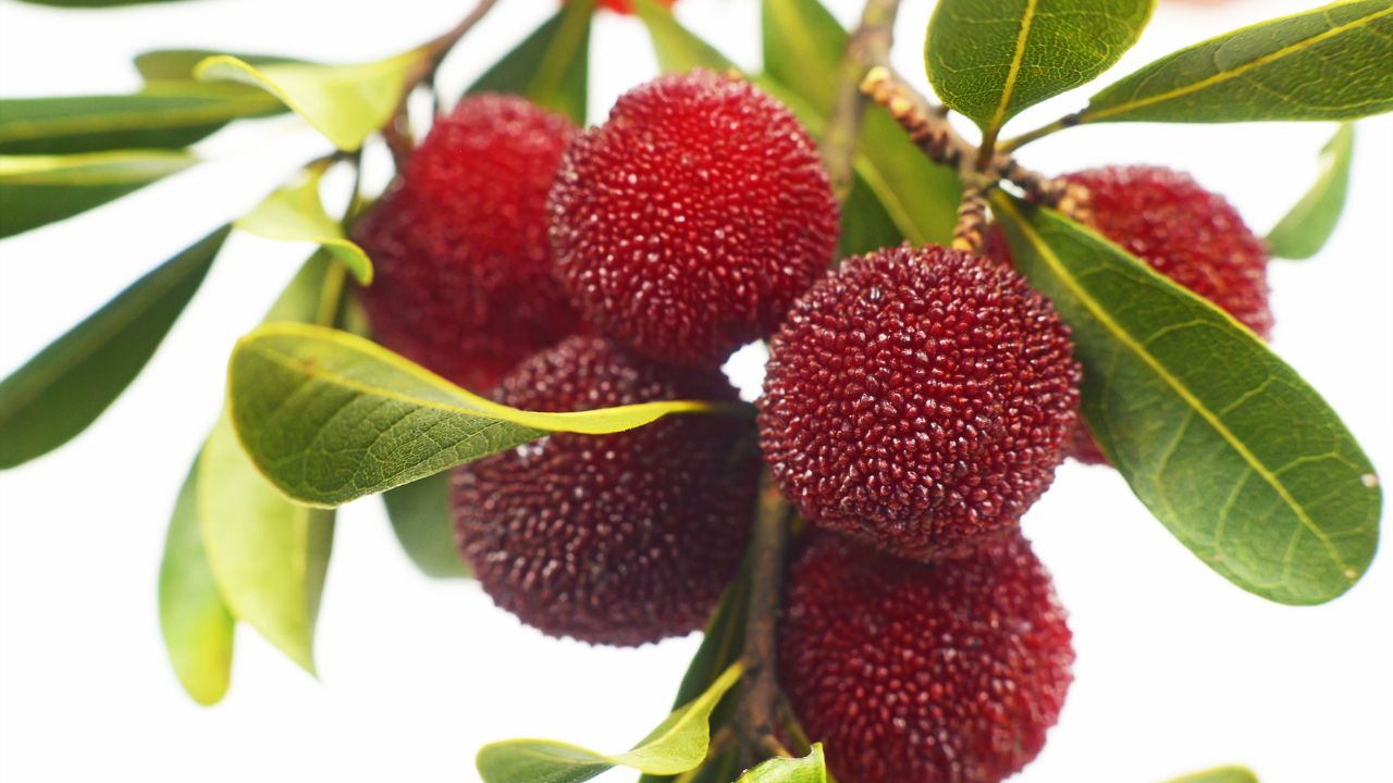 14 Fruits That Start With Y