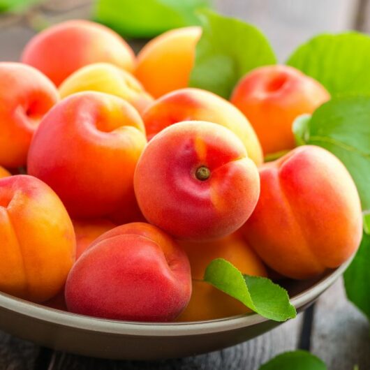 50 Flavorsome And Fresh Apricot Recipes